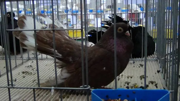 Foto Expoziţie de păsări în week-end