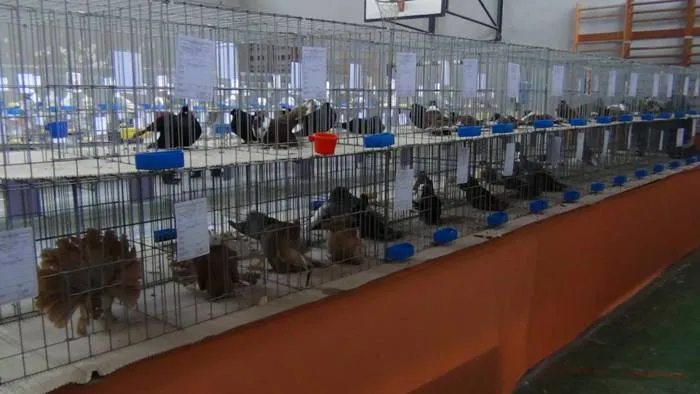 Foto Expoziţie de păsări în week-end