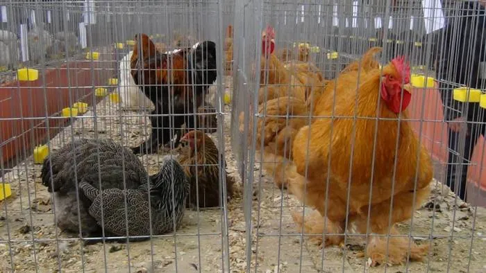 Foto Expoziţie de păsări în week-end