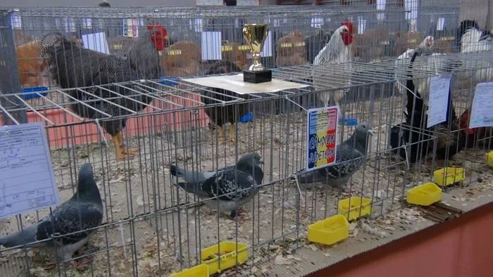 Foto Expoziţie de păsări în week-end