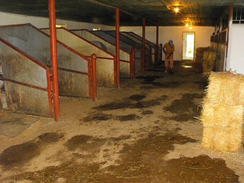 Foto Hipodromul din Craiova, «născut» a doua oară