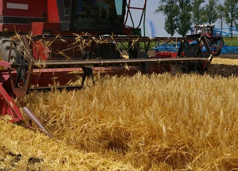 Foto La Olt se poate: CJ a modificat preţul de referinţă la cereale