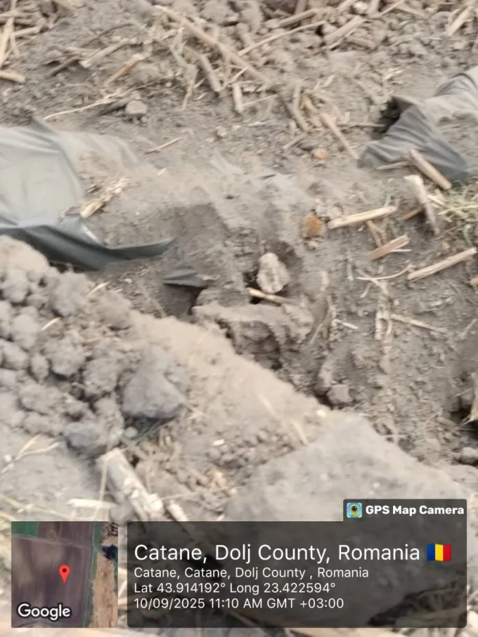 Foto Focar de pestă porcină la Catane. Cadavre îngropate ilegal, aproape de pânza freatică