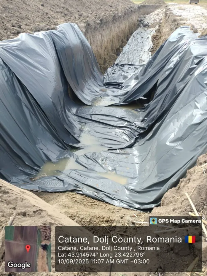 Foto Focar de pestă porcină la Catane. Cadavre îngropate ilegal, aproape de pânza freatică