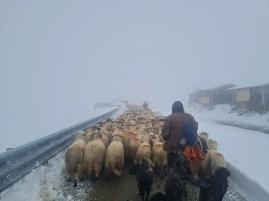 Foto VIDEO: Transalpina, sub nămeți de peste un metru. Drumarii acționează pentru coborârea oilor