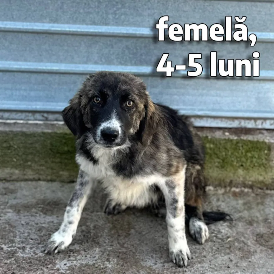 Foto Adoptă un prieten pe viață! Târg de adopții la Semimaratonul Craiovei