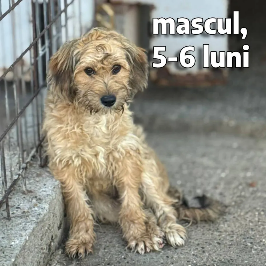 Foto Adoptă un prieten pe viață! Târg de adopții la Semimaratonul Craiovei