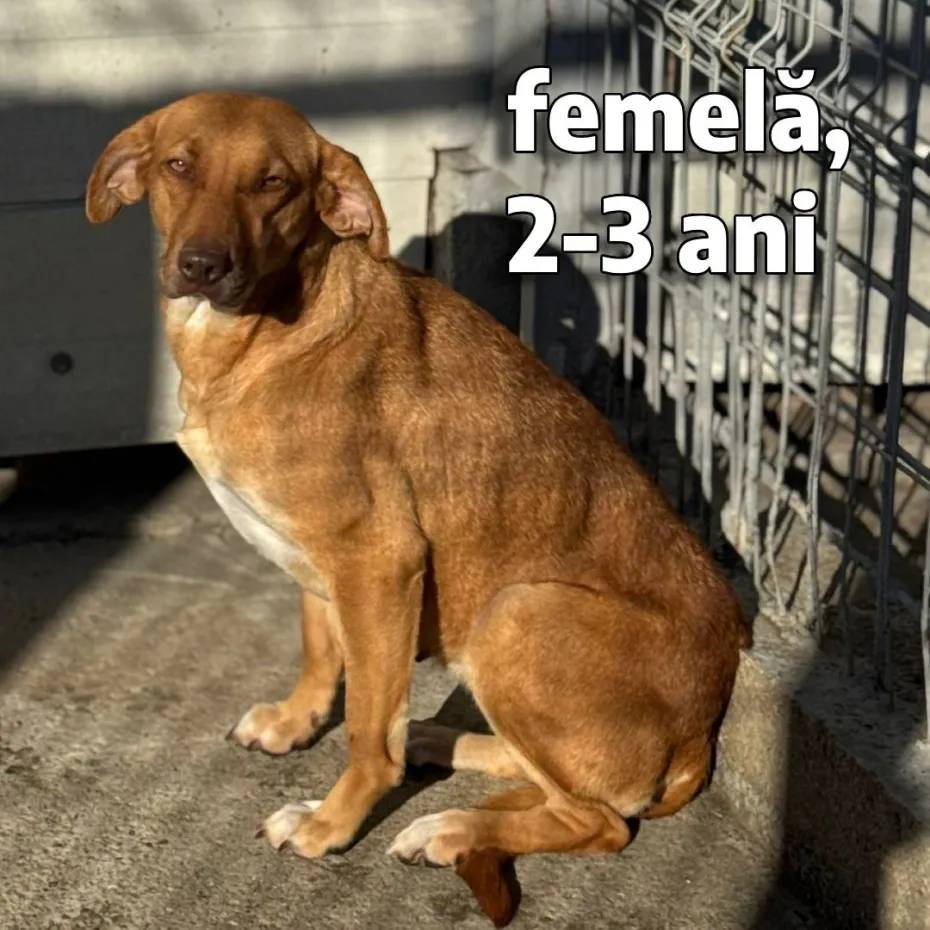 Foto Adoptă un prieten pe viață! Târg de adopții la Semimaratonul Craiovei