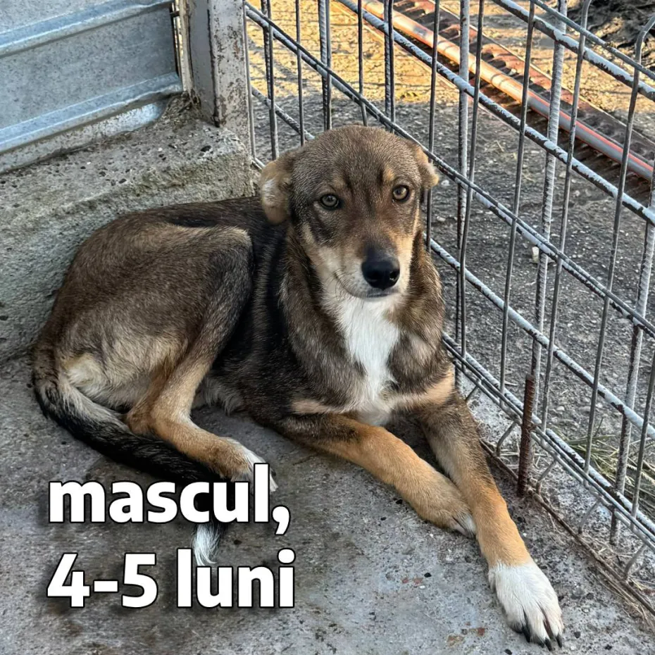 Foto Adoptă un prieten pe viață! Târg de adopții la Semimaratonul Craiovei