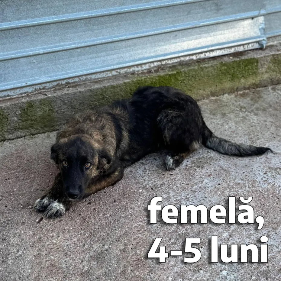 Foto Adoptă un prieten pe viață! Târg de adopții la Semimaratonul Craiovei