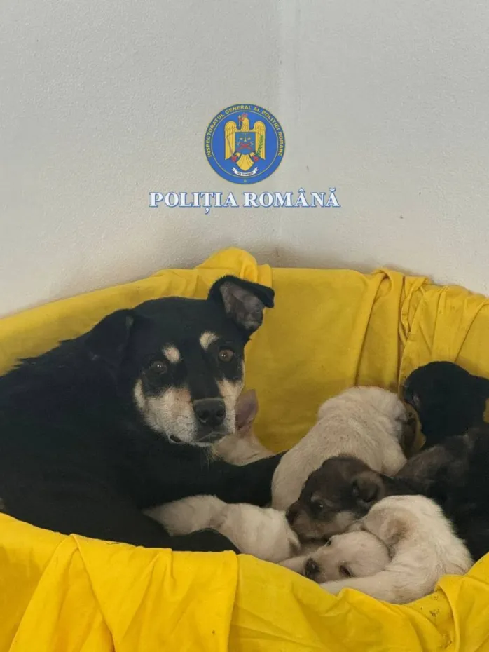 Foto Opt cățeluși aruncați la gunoi, salvați de polițiștii din Segarcea