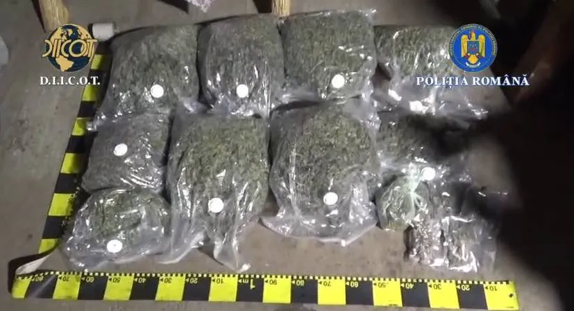 Foto Percheziții DIICOT în Gorj: Traficant din Motru, prins cu peste 14 kg de canabis în casă 