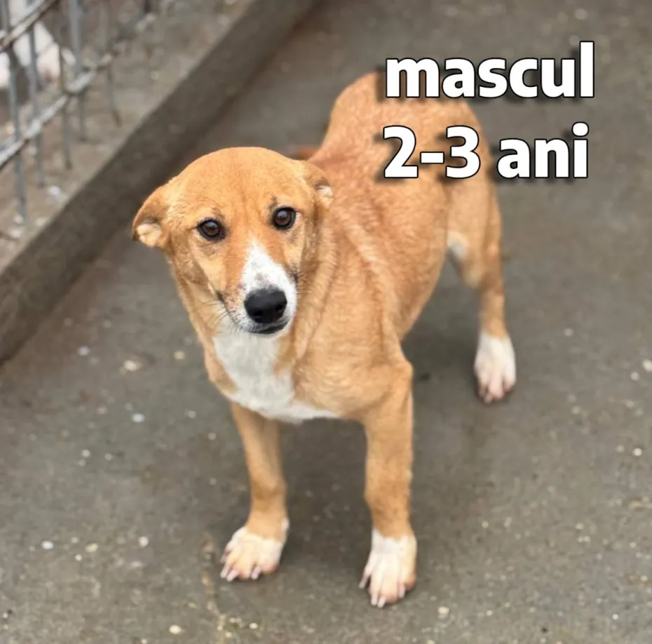 Foto Salubritate Craiova pregătește un nou târg de adopții canine în Electroputere Mall