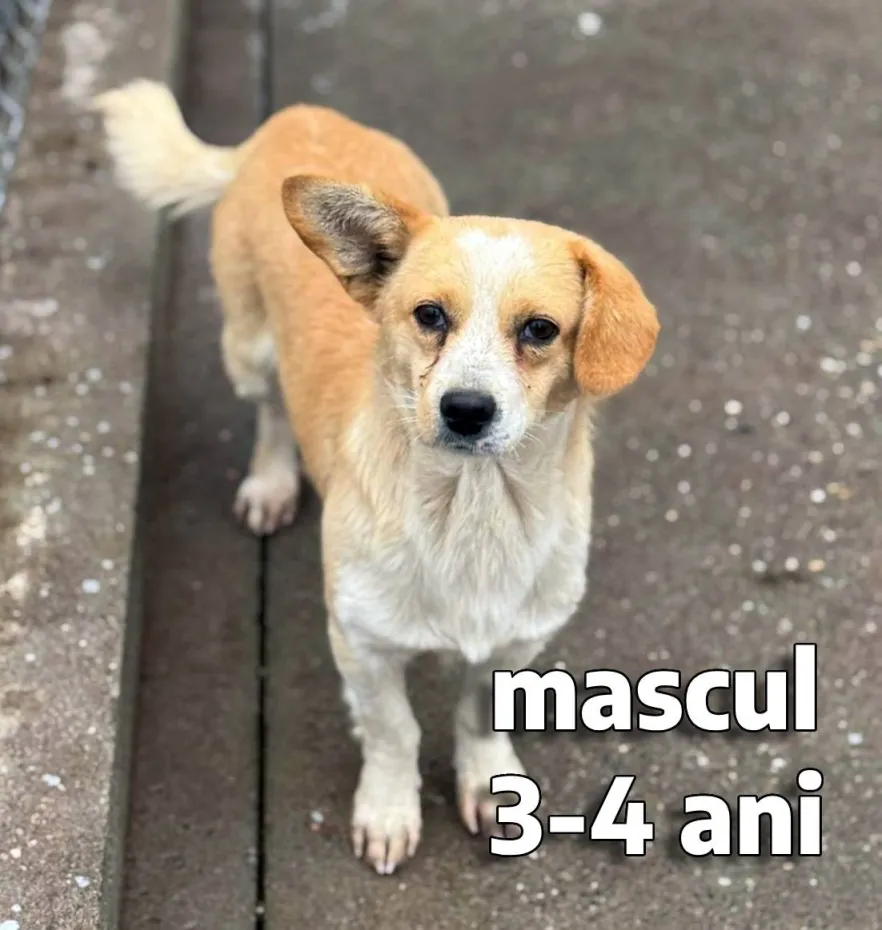 Foto Salubritate Craiova pregătește un nou târg de adopții canine în Electroputere Mall