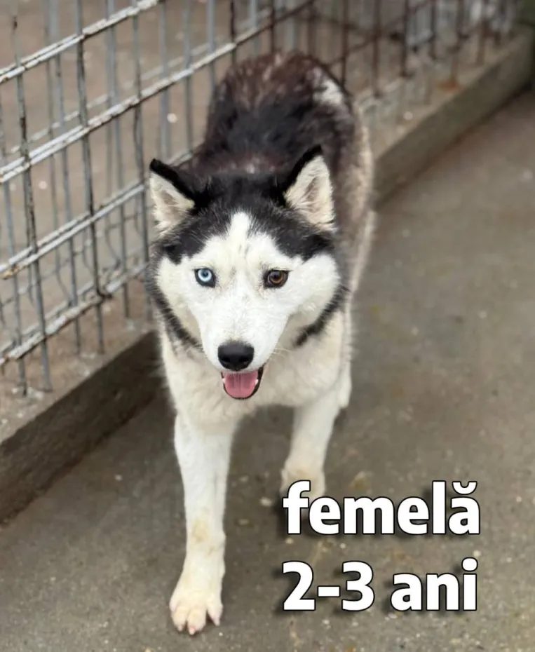 Foto Salubritate Craiova pregătește un nou târg de adopții canine în Electroputere Mall