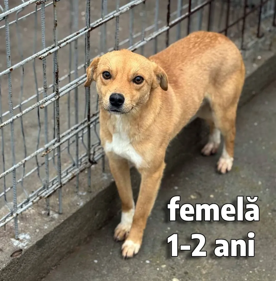Foto Salubritate Craiova pregătește un nou târg de adopții canine în Electroputere Mall