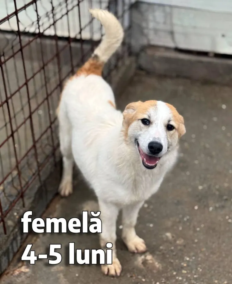 Foto Salubritate Craiova pregătește un nou târg de adopții canine în Electroputere Mall