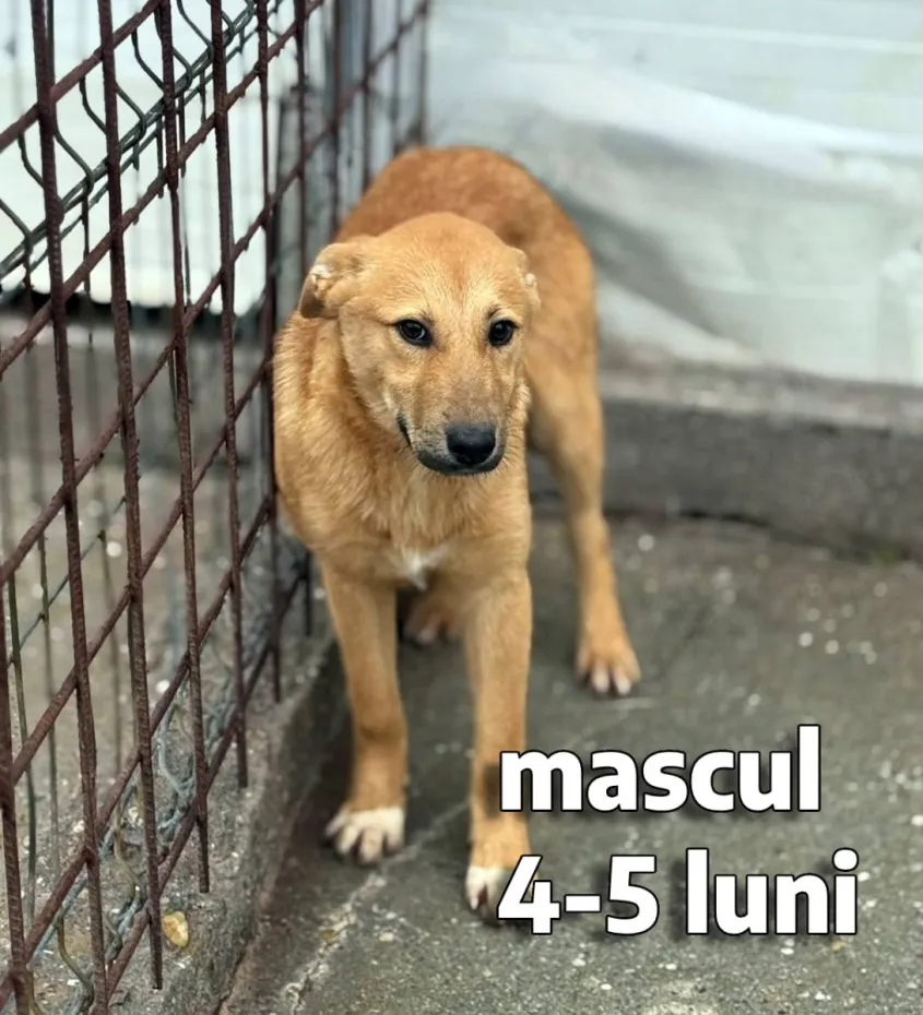 Foto Salubritate Craiova pregătește un nou târg de adopții canine în Electroputere Mall
