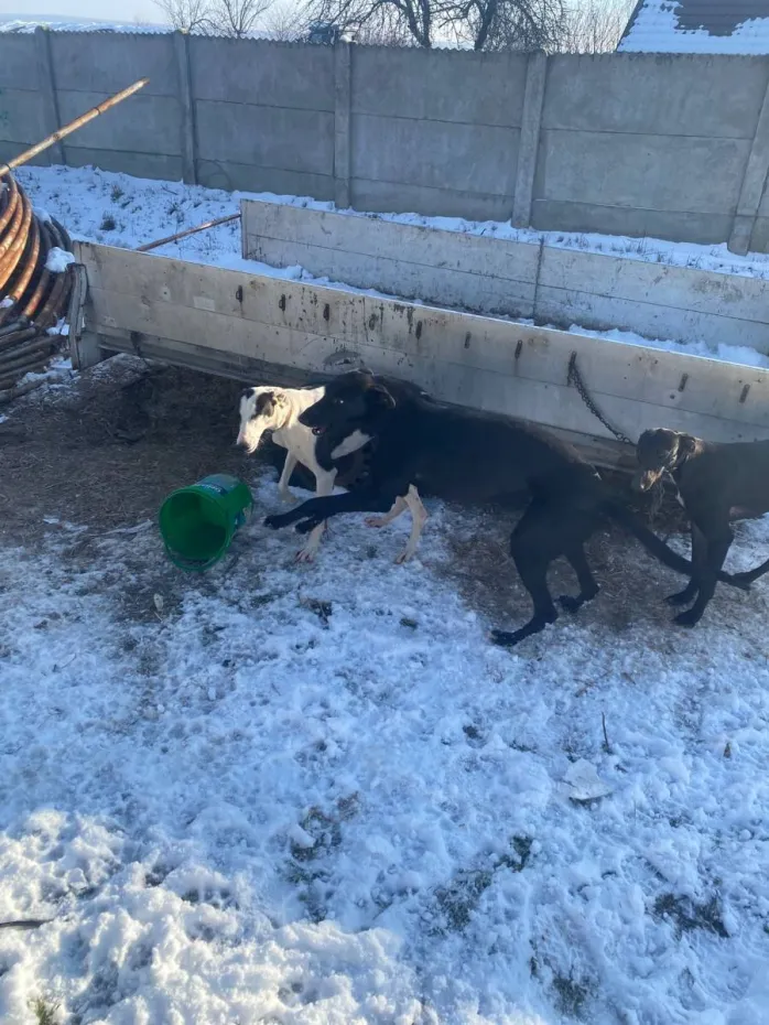 Foto Controale ale Poliției pentru Protecția Animalelor, la Rojiște. Au fost date amenzi