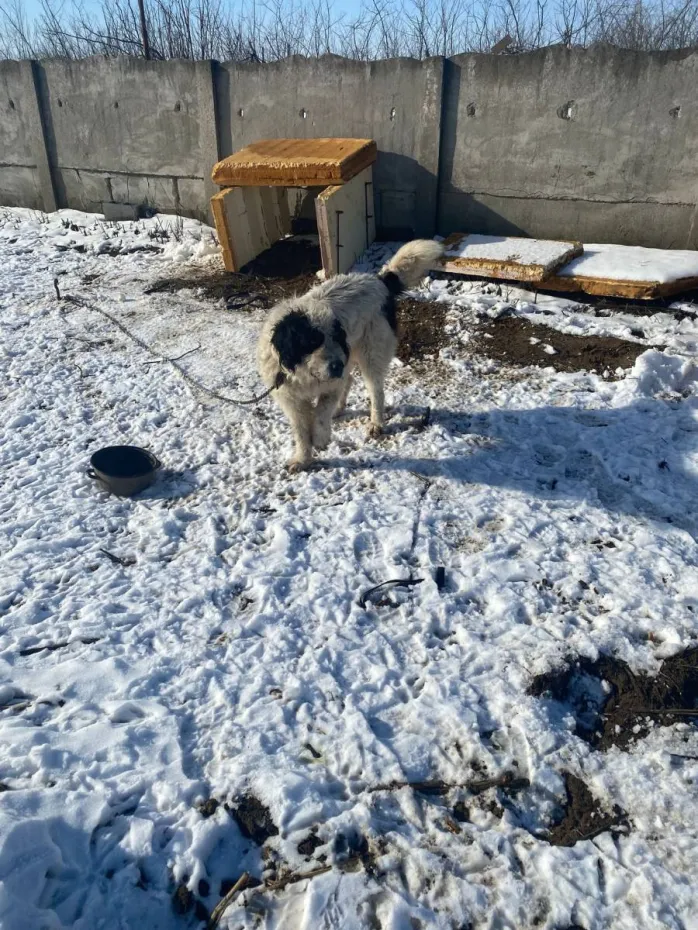Foto Controale ale Poliției pentru Protecția Animalelor, la Rojiște. Au fost date amenzi
