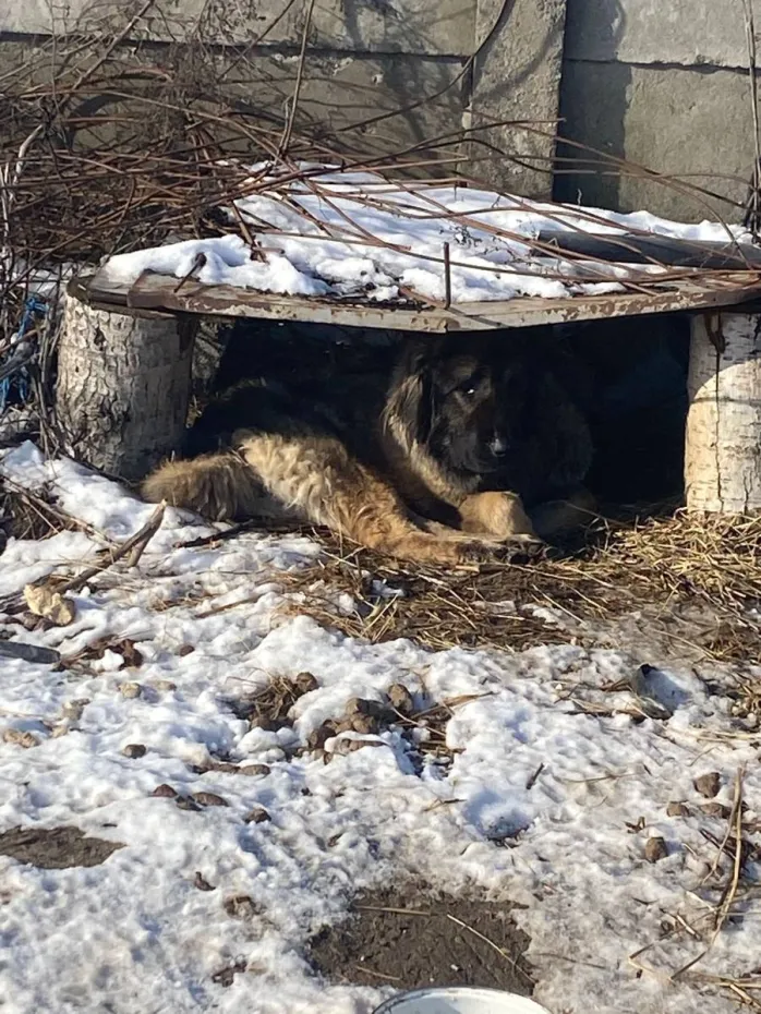 Foto Controale ale Poliției pentru Protecția Animalelor, la Rojiște. Au fost date amenzi