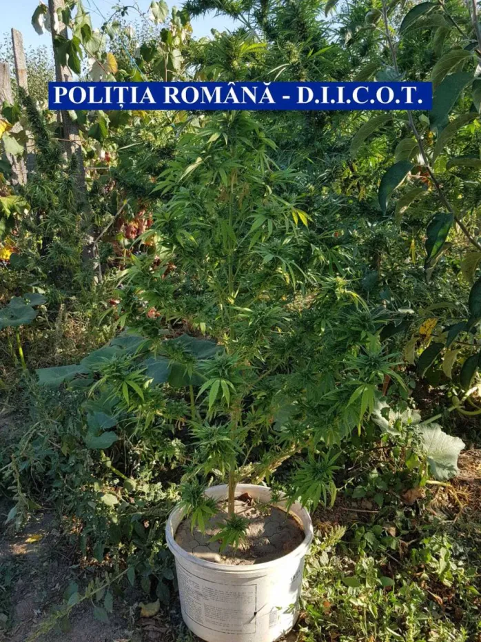 Foto Culturi de cannabis în vița de vie 