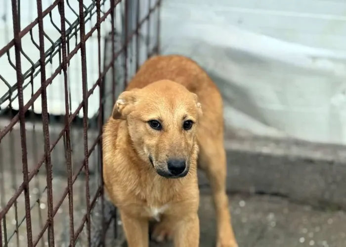 Foot Salubritate Craiova pregătește un nou târg de adopții canine în Electroputere Mall