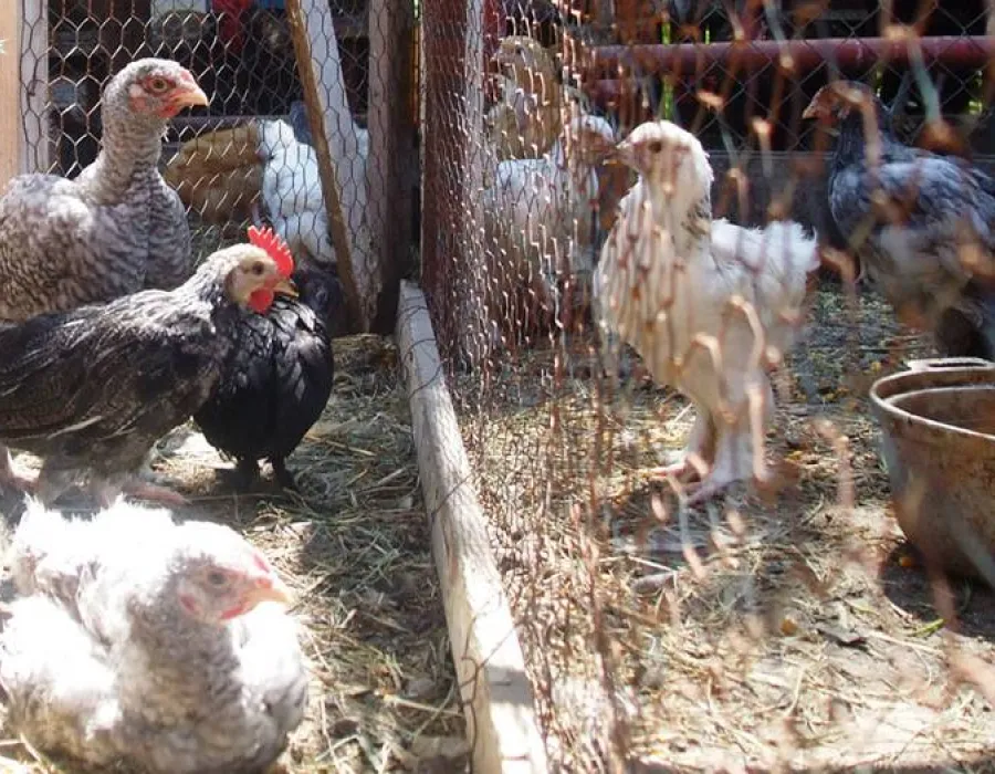 Foto ANSVSA avertizează: Risc ridicat de gripă aviară în Europa și măsuri stricte în România
