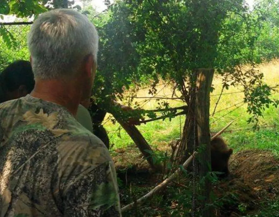 Foto Pui de urs, salvat cu greu dintr-o capcană improvizată