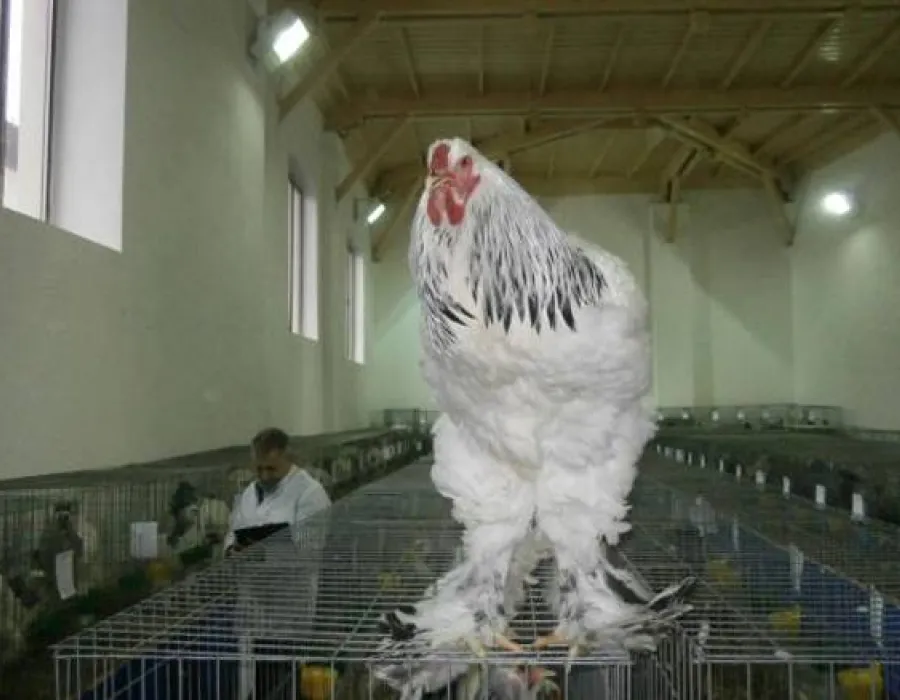 Foto Expoziţie în premieră de păsări exotice la Târgu-Jiu