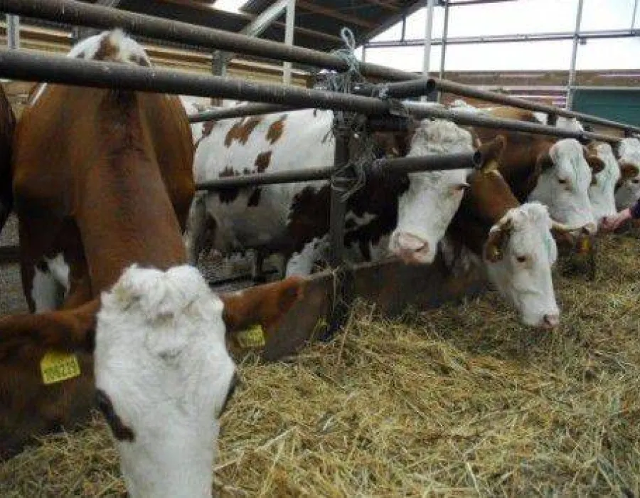 Foto Crescătorii de bovine, în pragul falimentului