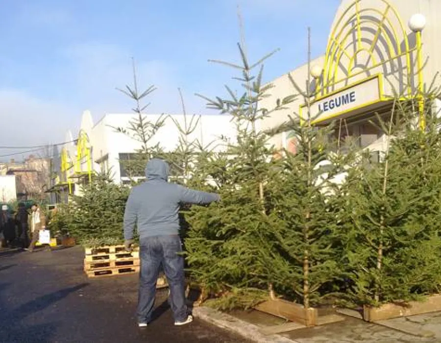 Foto Brazii de Crăciun, prea scumpi pentru bugetul craiovenilor