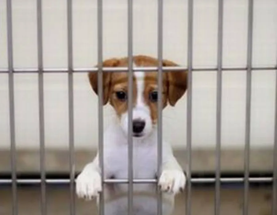 Foto Fii Moş Crăciun pentru un căţel! Adoptă-l!