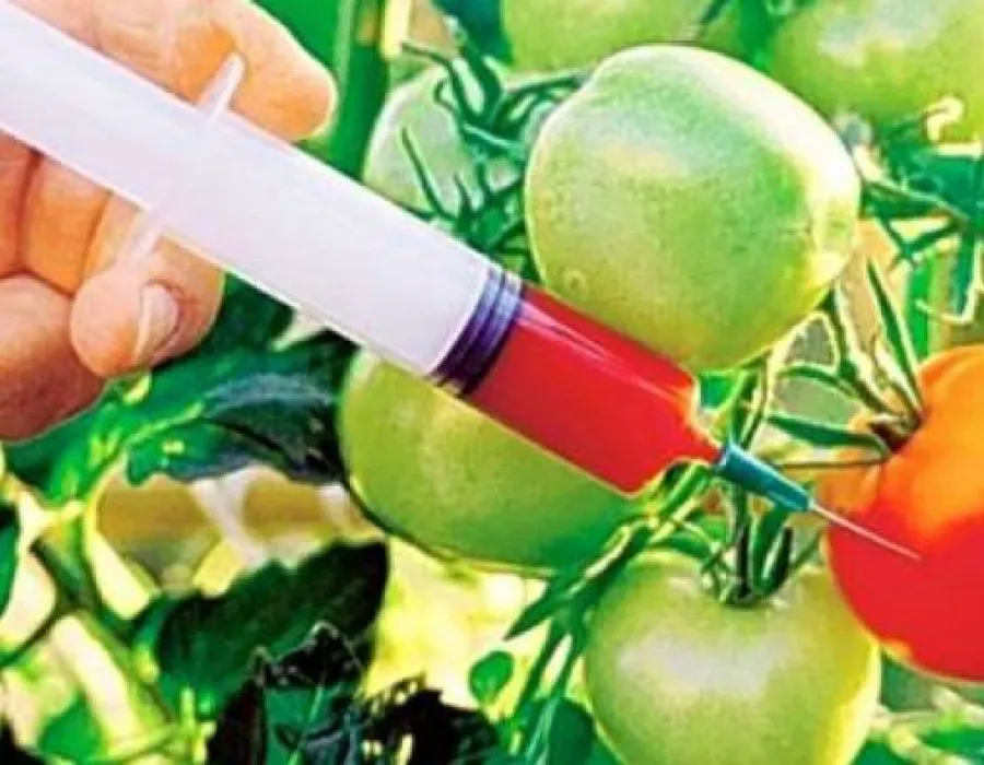 Foto Economica.net: Europa a votat pentru relaxarea legislaţiei privind organismele modificate genetic