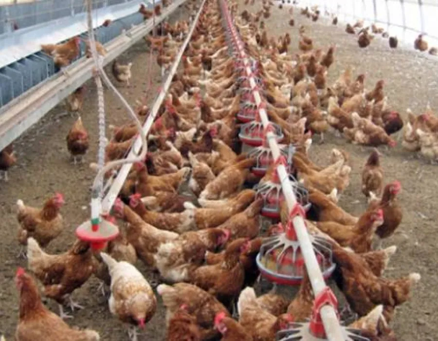 Foto Focar de salmonella la o fermă de păsări