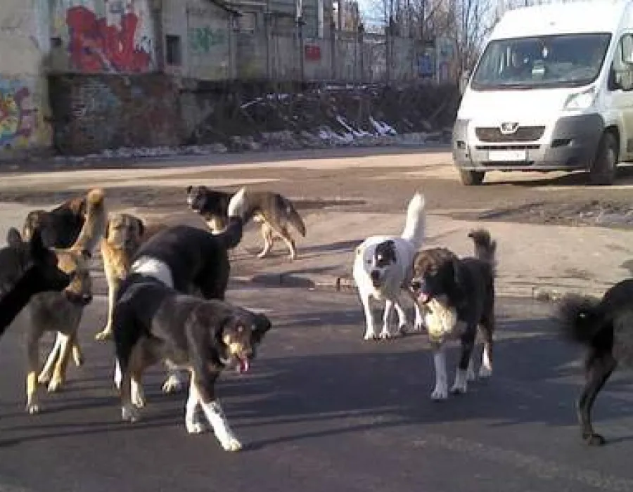 Foto Tot mai puţini oameni muşcaţi de câini
