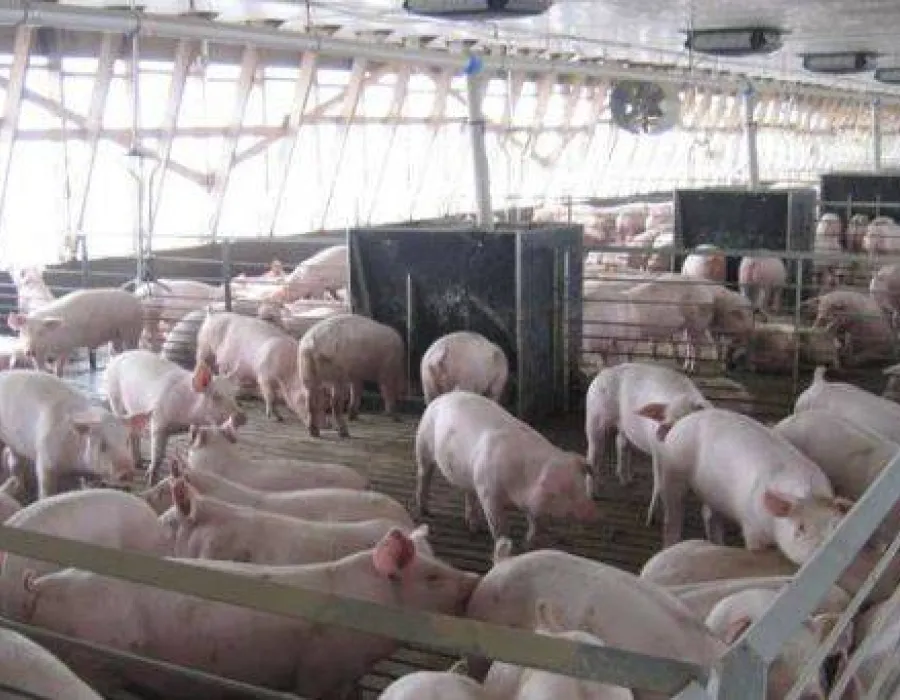 Foto Controale tematice la firme de porcine