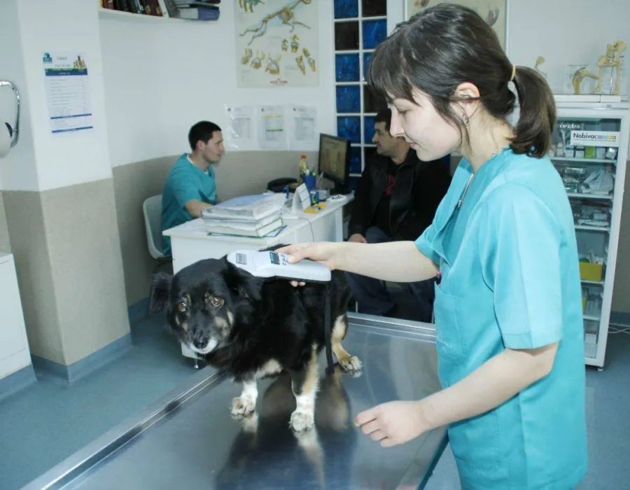 Foto Amenzi de până la 10.000 lei pentru gorjenii care refuză microciparea câinilor