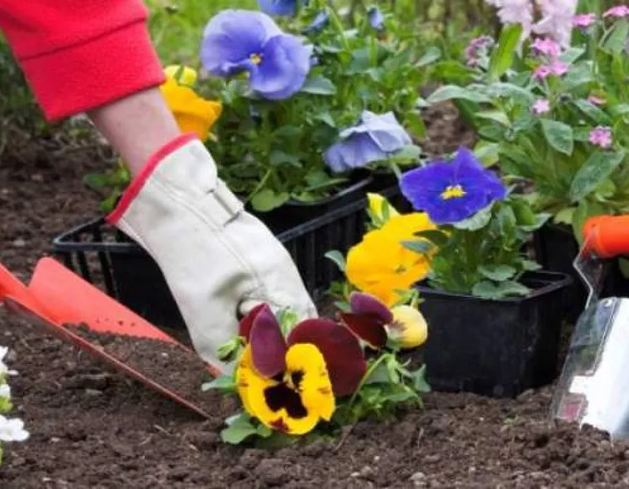 Foto Primăria Târgu Jiu plantează cât mai multe flori