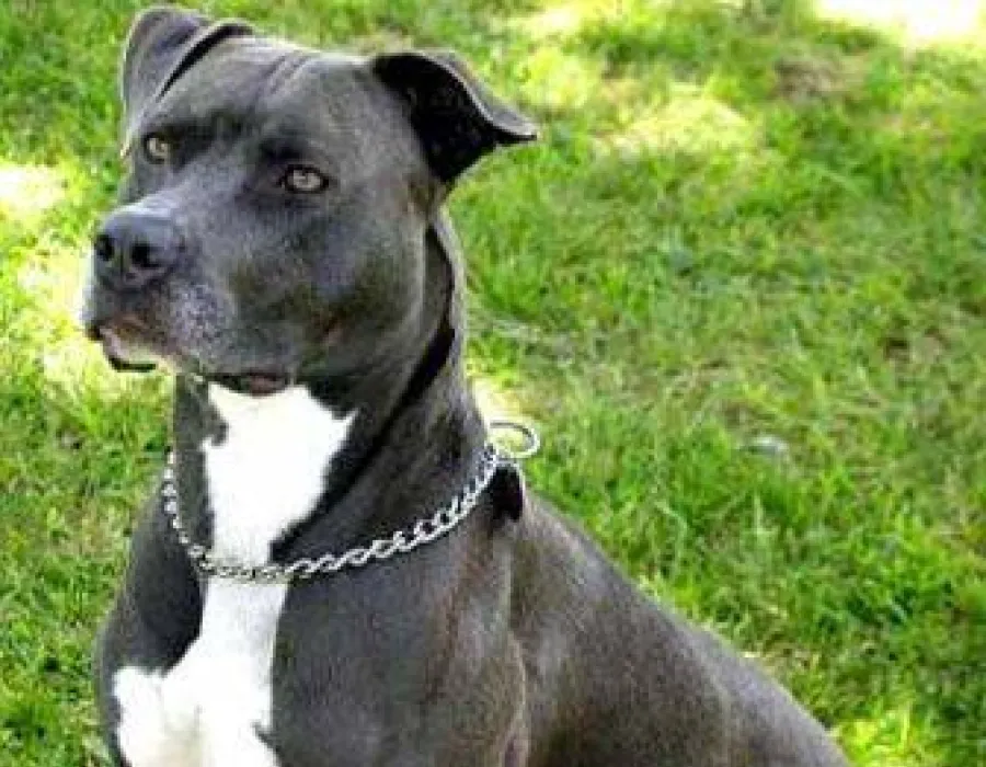 Foto Câinii din rasa pitbull, la control