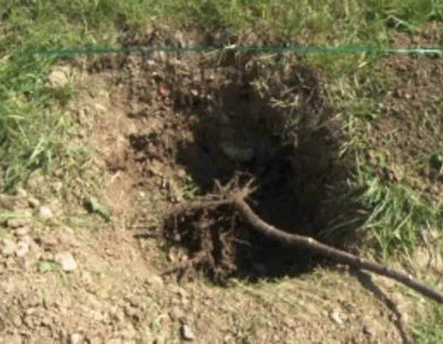 Foto ”Luna plantării arborilor”, la Gorj