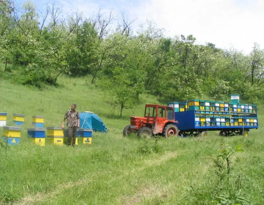 Foto Poliţist-stupar , la un pas de moarte de la înţepăturile de albine