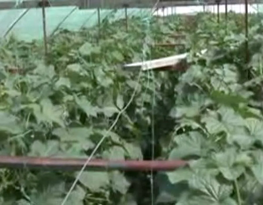 Foto VIDEO  / Producătorii autohtoni nu au unde să-şi vândă marfa
