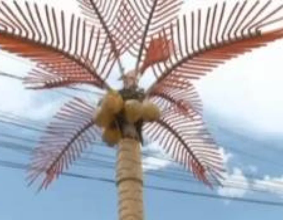 Foto VIDEO / Paradisul exotic: sat fara apa si canalizare, dar cu palmieri de plastic