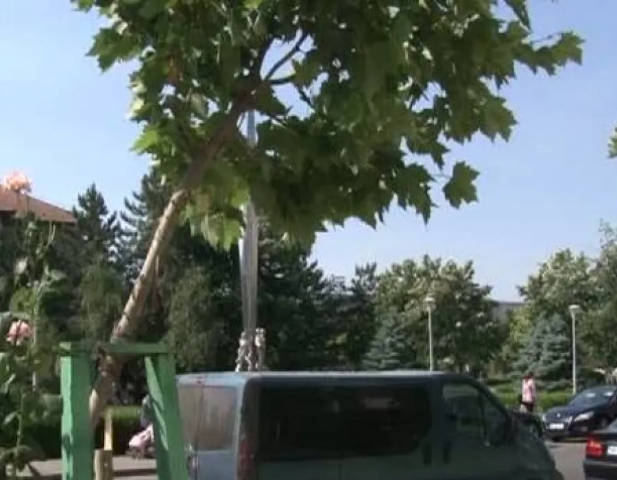 Foto VIDEO / Gest uluitor. Deranjat de ţânţari, un bărbat a doborât cu bomfaierul copacii din faţa blocului
