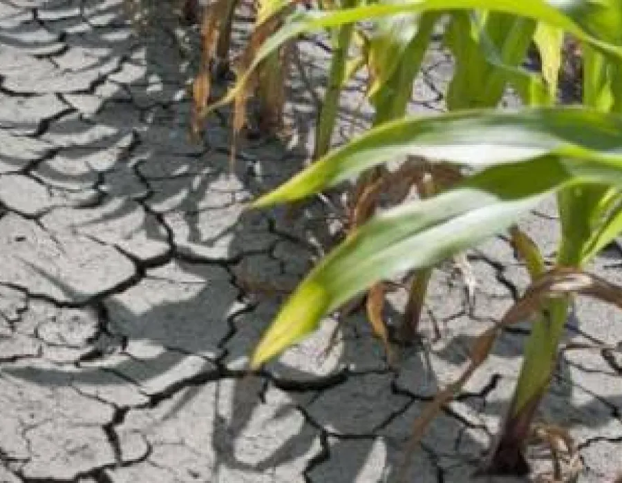 Foto Seceta in agricultura