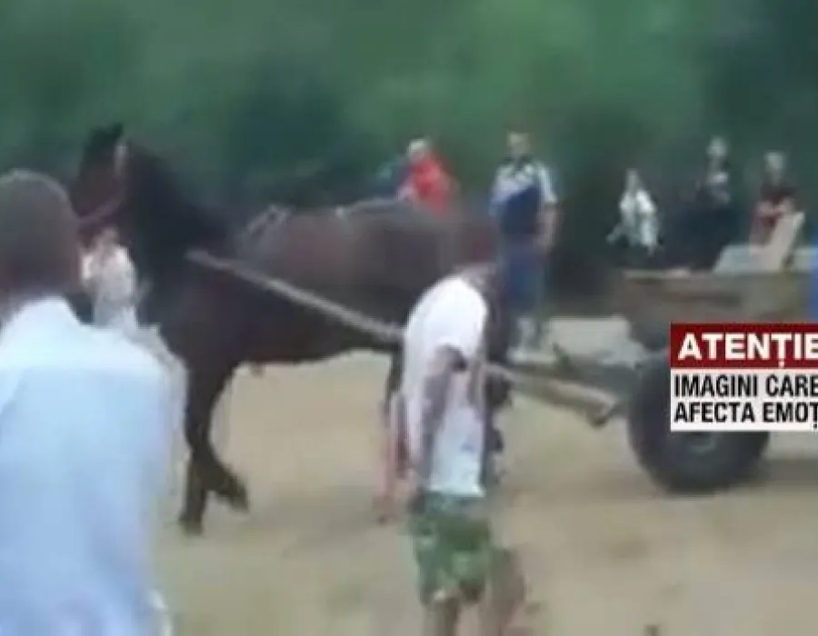 Foto VIDEO / SCENE ŞOCANTE la un târg. Mai mulţi cai au fost BICIUIŢI fără milă