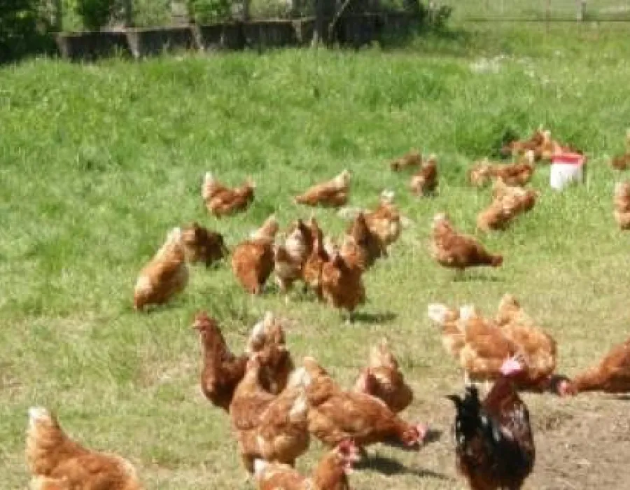 Foto Un medic veterinar, trimis în judecată după ce a primit şpagă zeci de pui