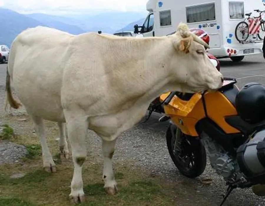 Foto Tânăr în spital, în urma impactului cu… o vacă