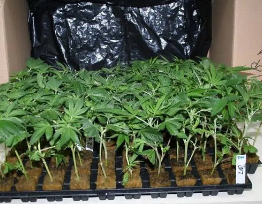 Foto Culturi de cannabis în Vâlcea